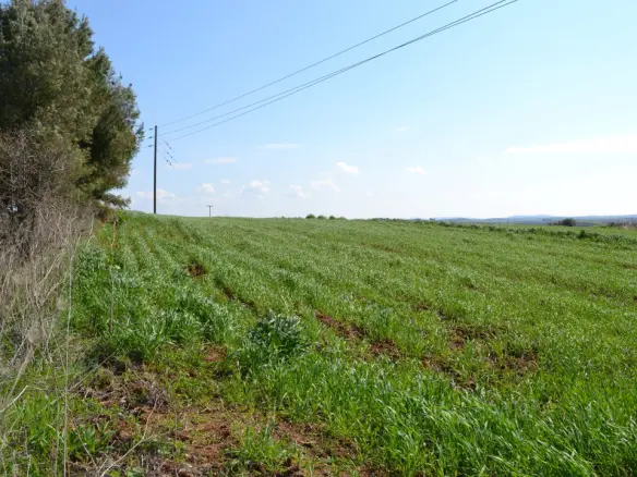 Land In Kassandra, Greece
