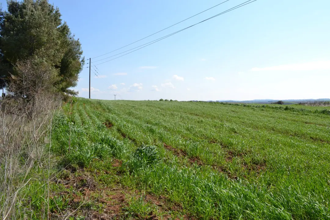 Land Of 3330 M² In Kassandra, Chalkidiki