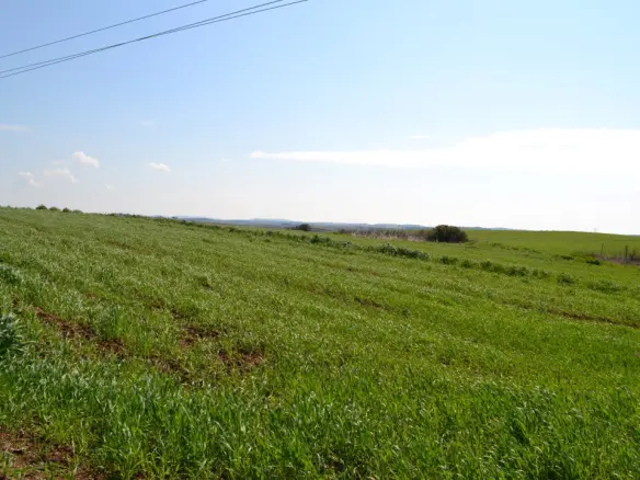 Land In Kassandra, Greece