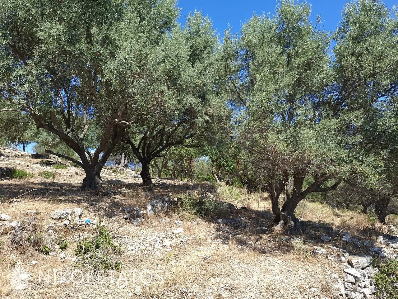 Plot Of 2500 M² In Vigla, Greece