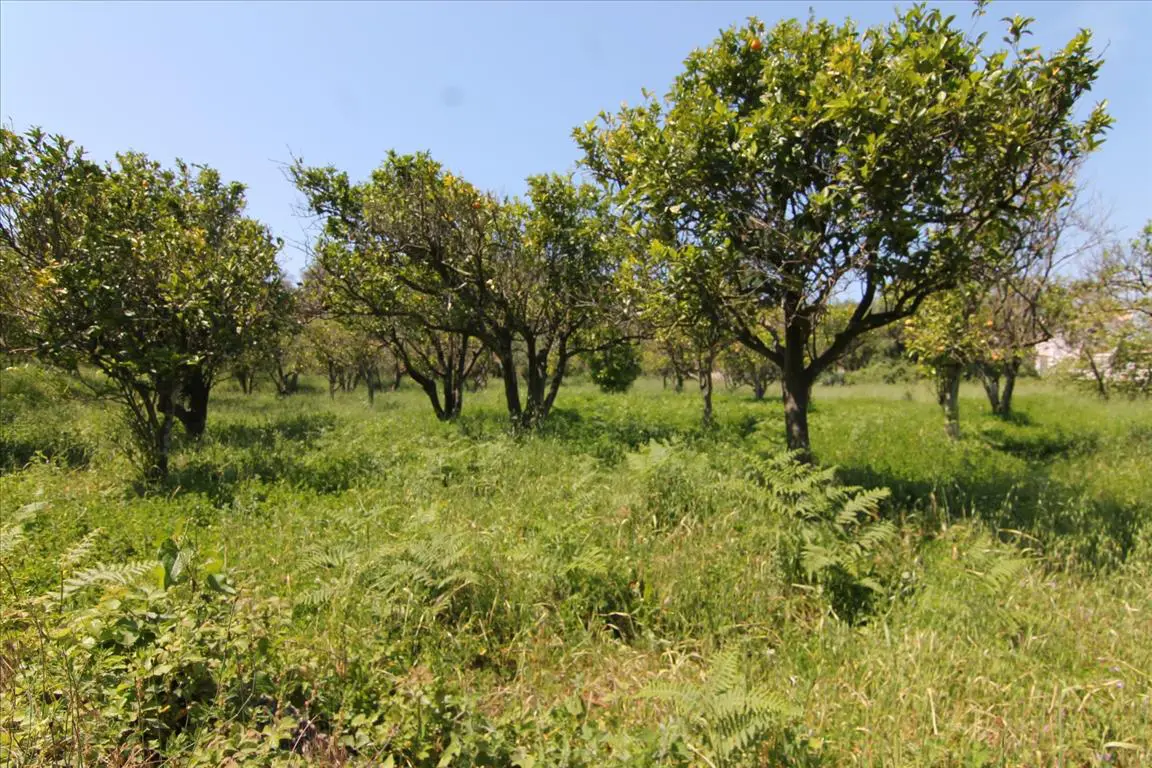 Land Of 1000 M² In Corfu