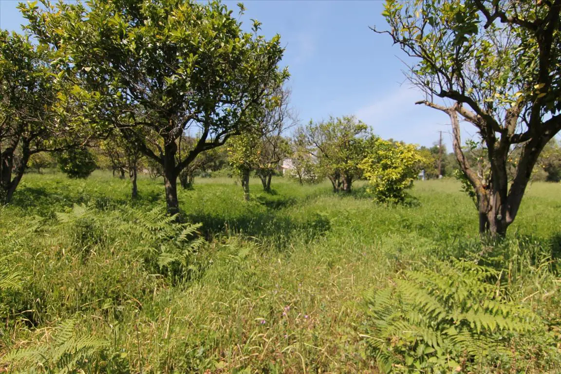 Land Of 1000 M² In Corfu