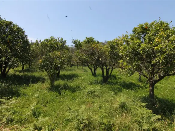 Land Of 1000 M² In Corfu