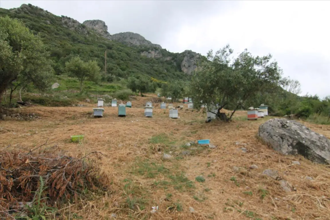 Land Of 3700 M² In Corfu