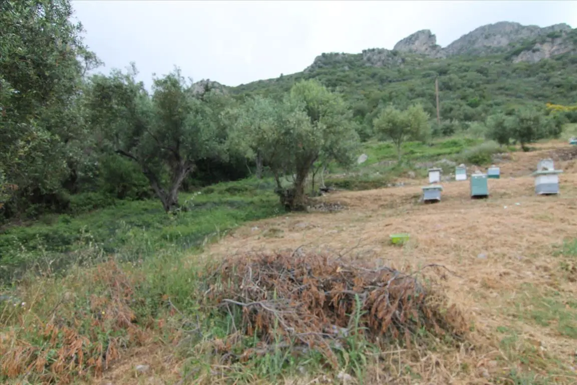 Land Of 3700 M² In Corfu