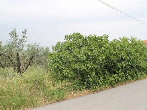 Land Of 4200 M² In The Suburbs Of Thessaloniki