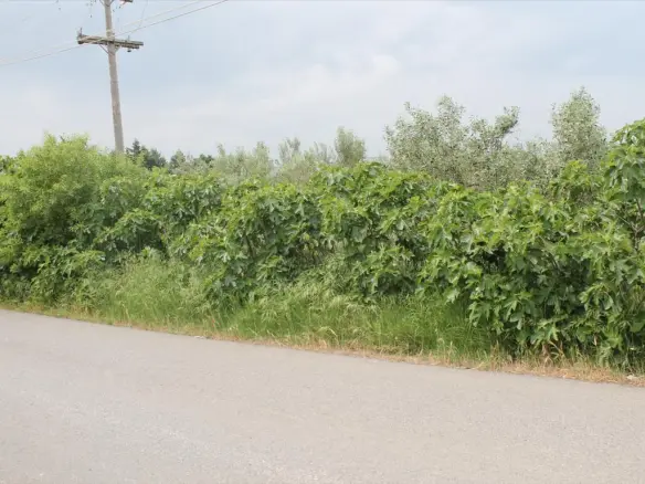 Land Of 4200 M² In The Suburbs Of Thessaloniki