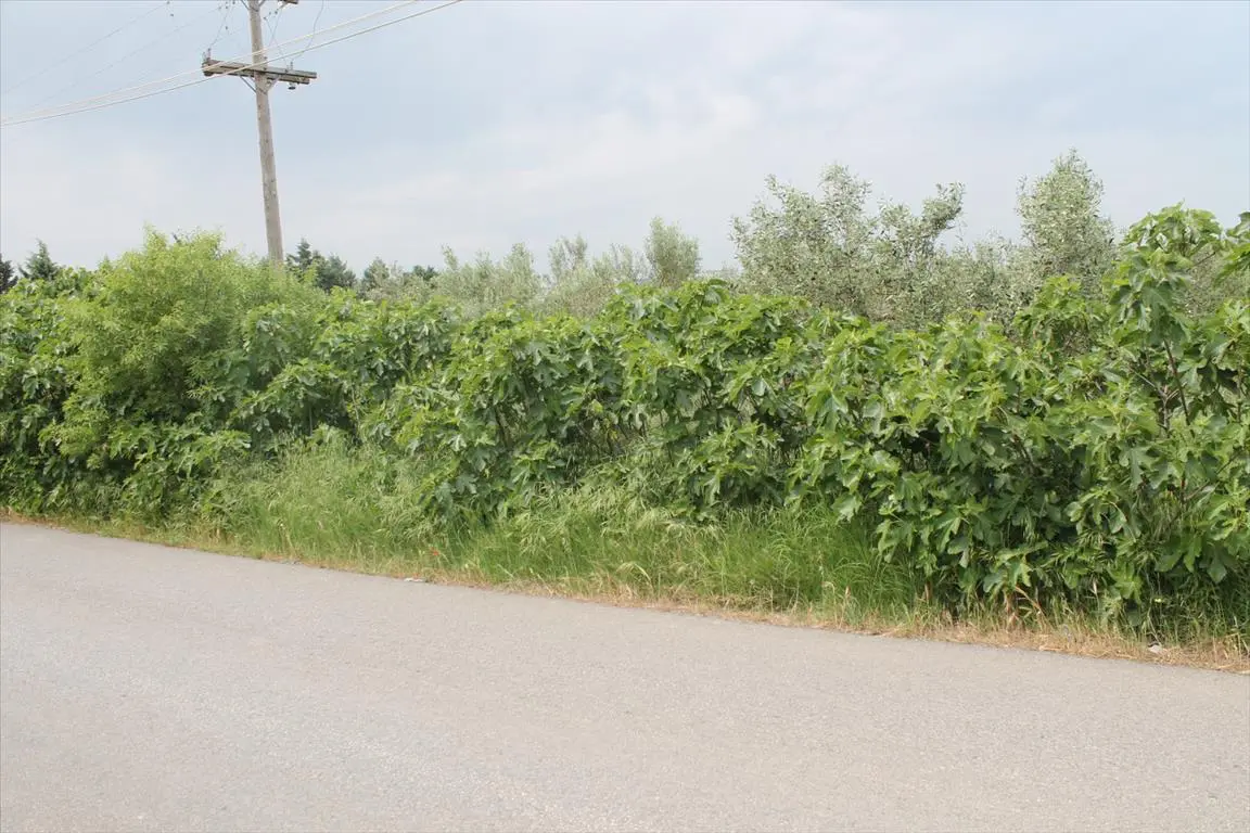 Land Of 4200 M² In The Suburbs Of Thessaloniki