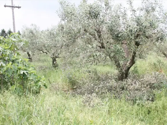 Land Of 4200 M² In The Suburbs Of Thessaloniki