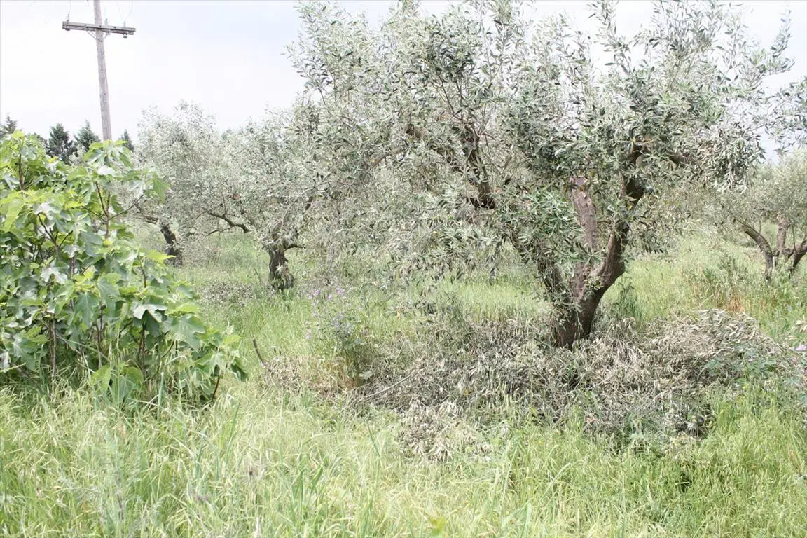 Land Of 4200 M² In The Suburbs Of Thessaloniki