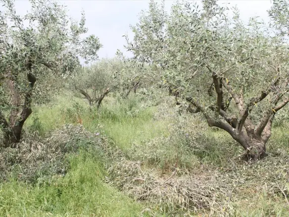 Land Of 4200 M² In The Suburbs Of Thessaloniki