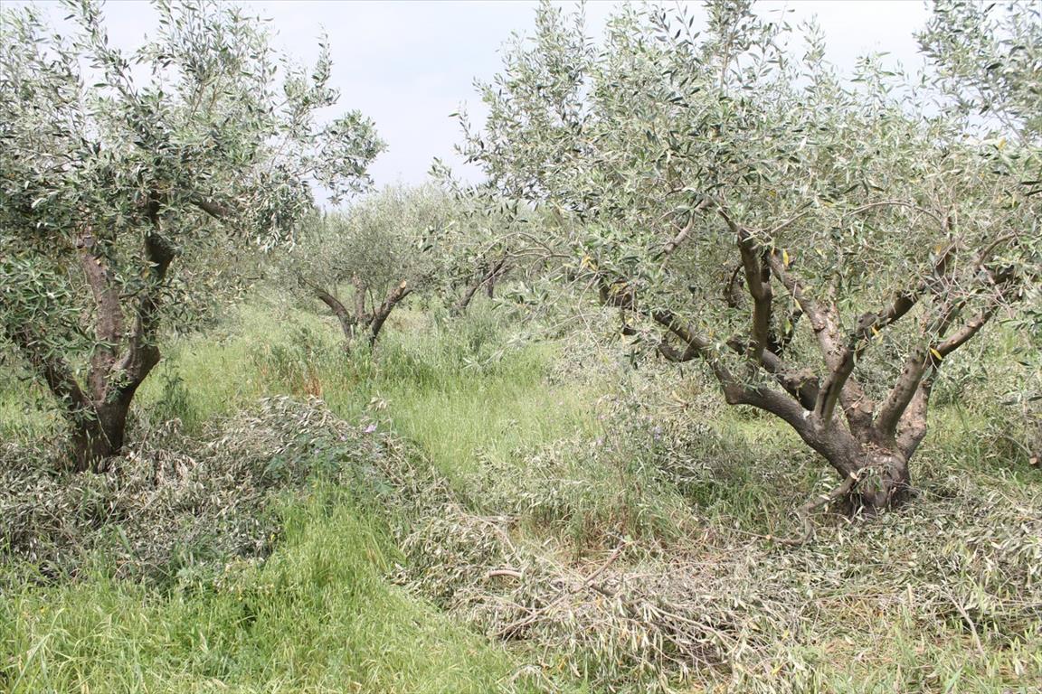 Land Of 4200 M² In The Suburbs Of Thessaloniki