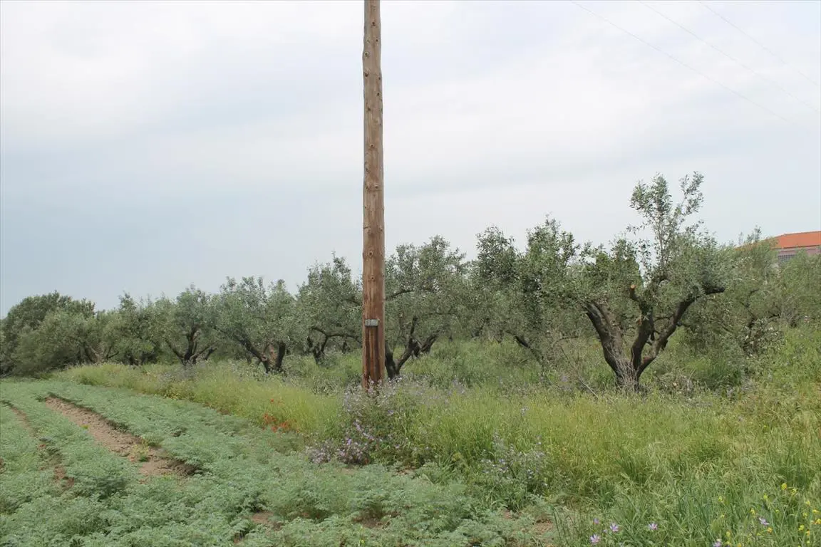 Land Of 4200 M² In The Suburbs Of Thessaloniki