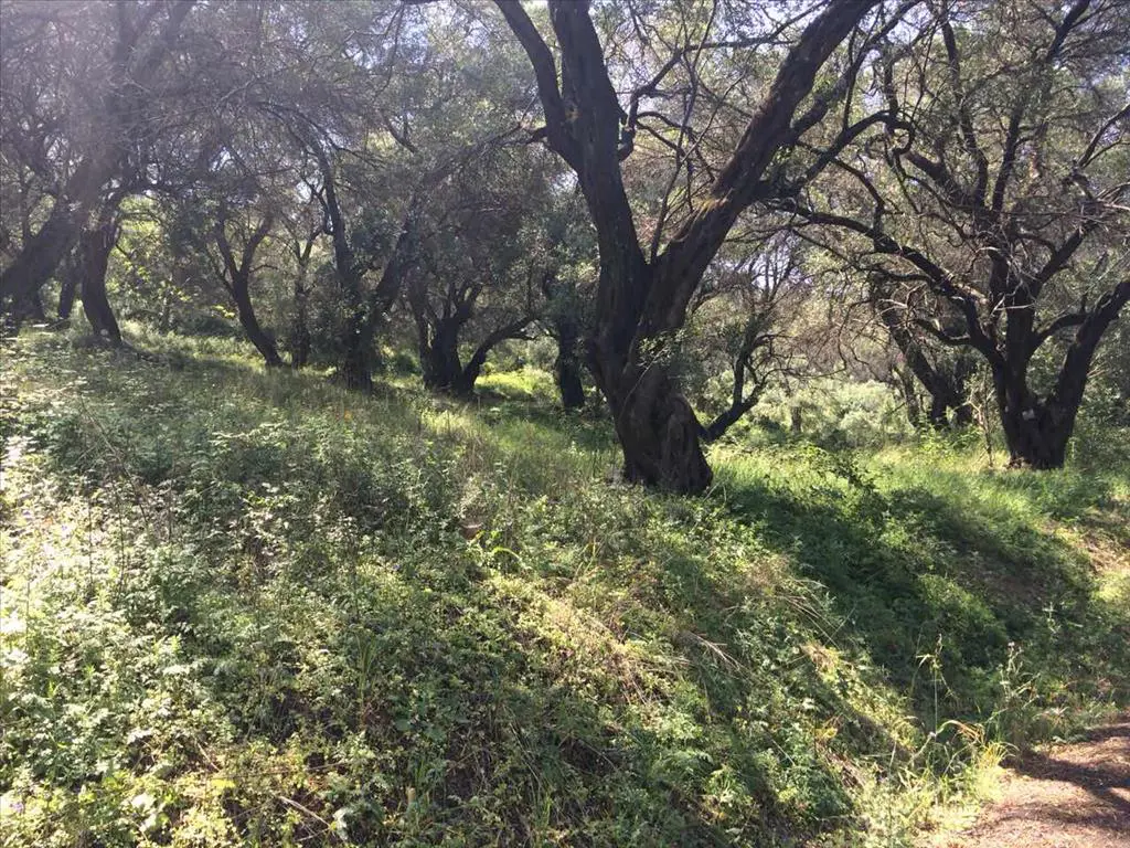 Land Of 7000 M² In Corfu