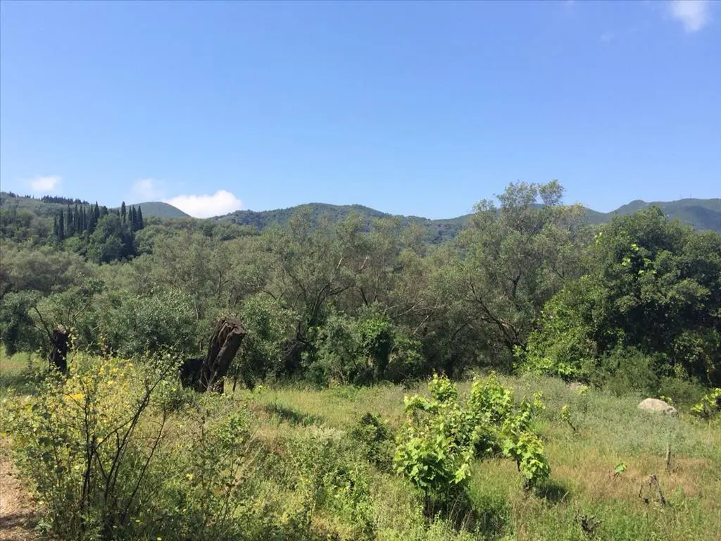 Land Of 7000 M² In Corfu