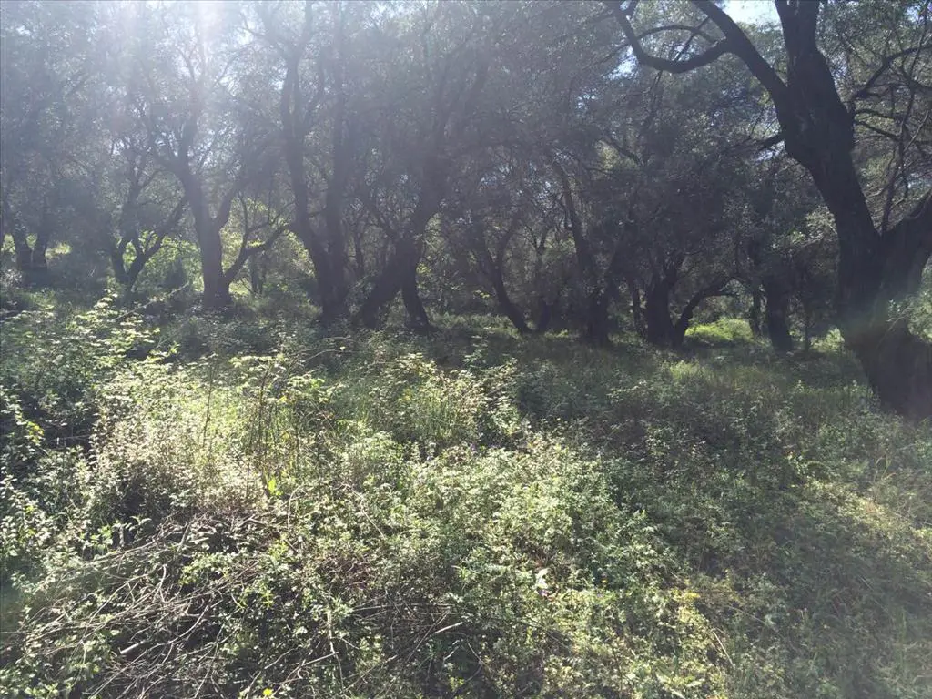 Land Of 7000 M² In Corfu