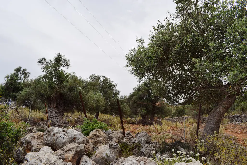 Land Of 4000 M² In Crete