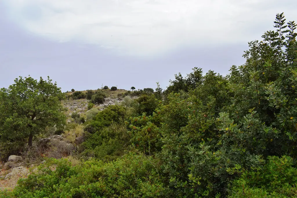 Land Of 4000 M² In Crete