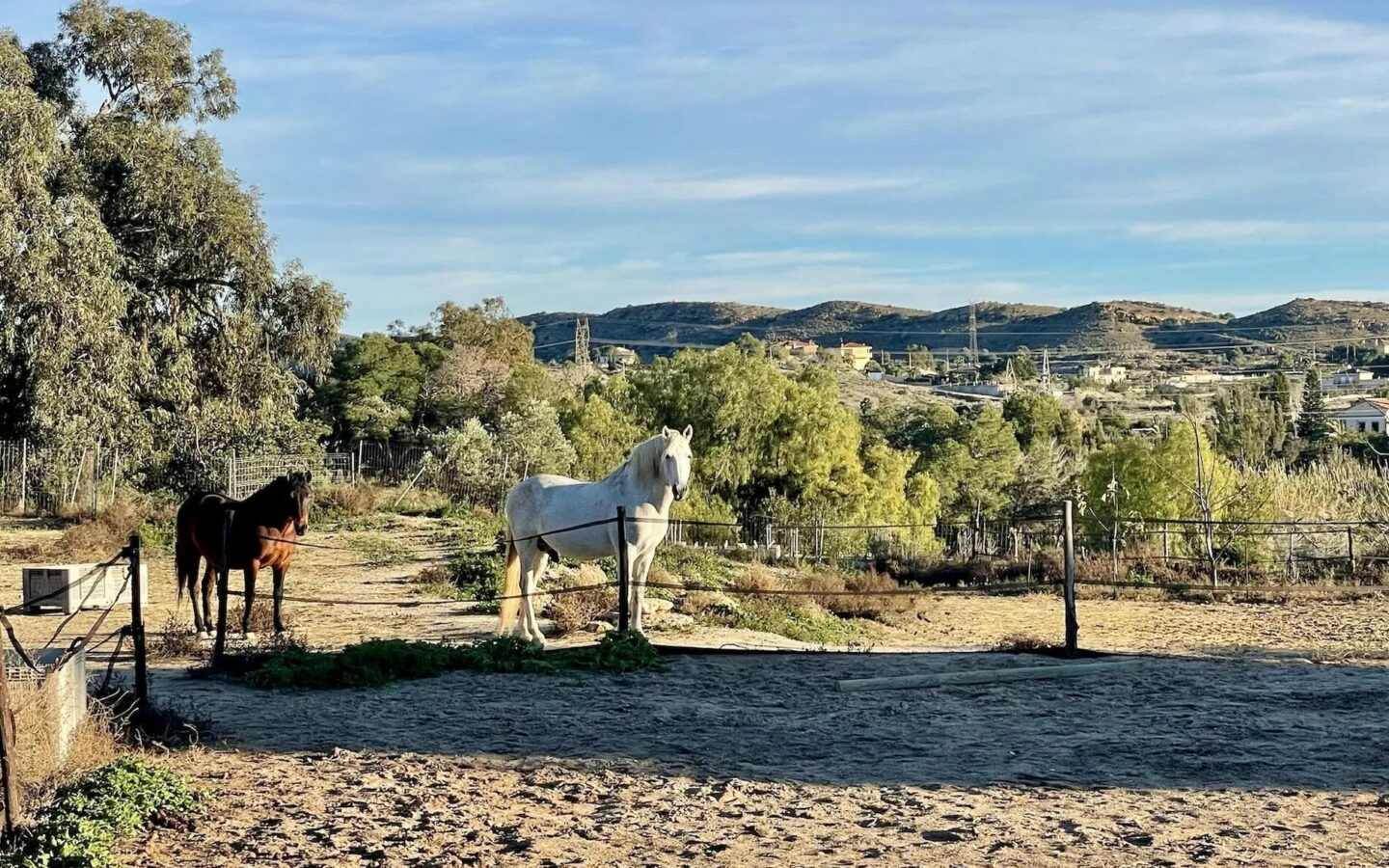 Equestrian & Olive Estate: Mediterranean Living – Alicante