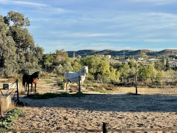 Equestrian & Olive Estate: Mediterranean Living – Alicante