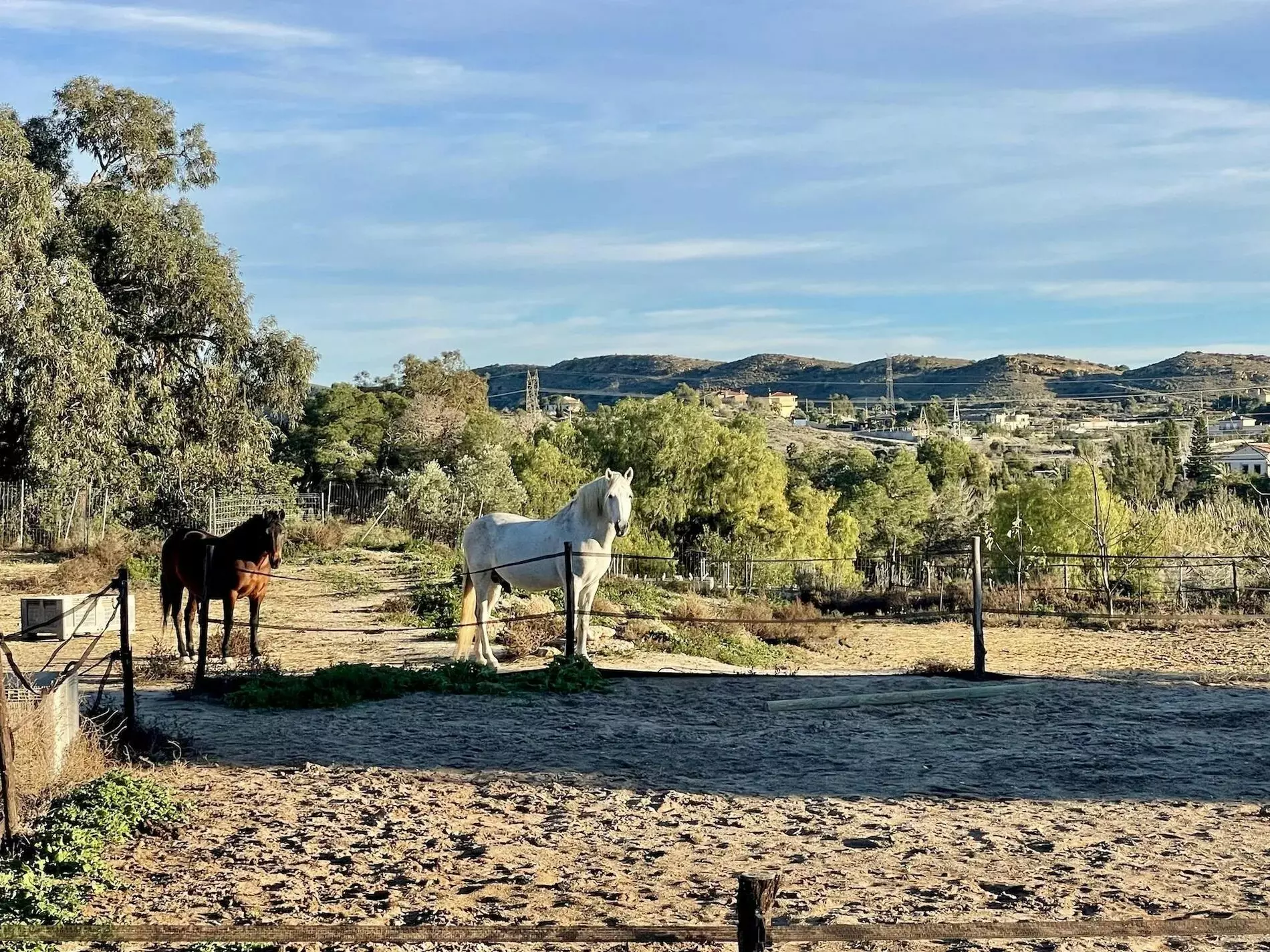Equestrian & Olive Estate: Mediterranean Living – Alicante