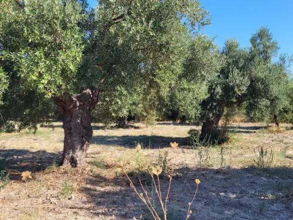 Land Of 3500 M² In Kassandra, Chalkidiki