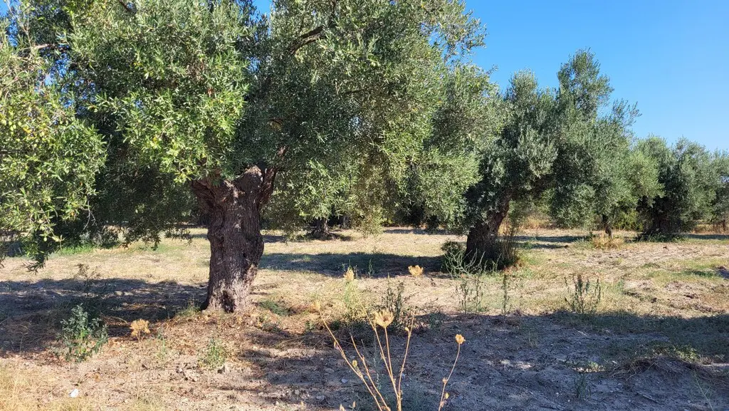 Land Of 3500 M² In Kassandra, Chalkidiki
