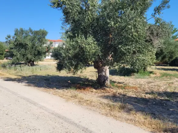 Land Of 3500 M² In Kassandra, Chalkidiki