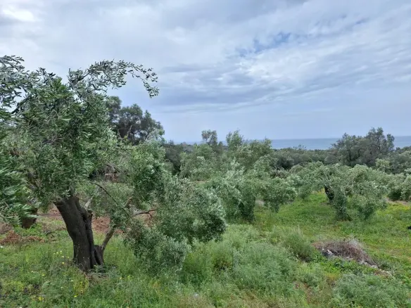 Land Of 7000 M² In Corfu