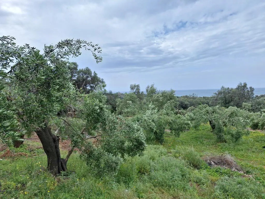 Land Of 7000 M² In Corfu