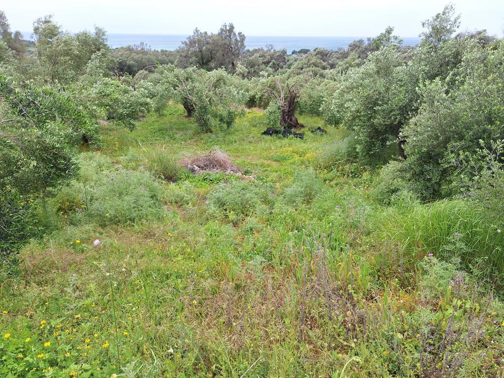 Land Of 7000 M² In Corfu