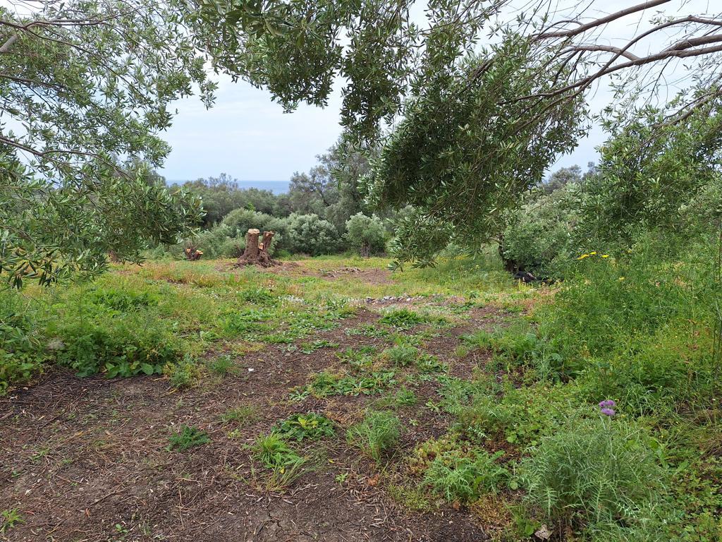 Land Of 7000 M² In Corfu