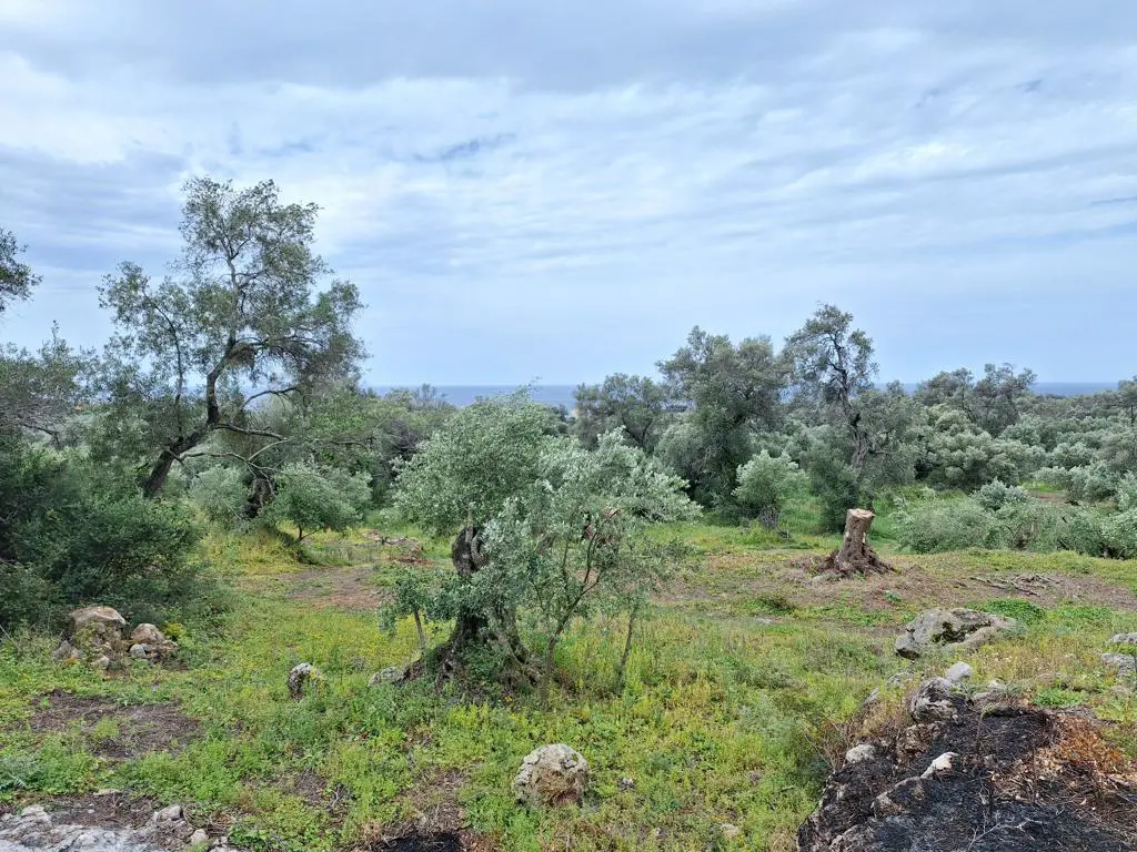 Land Of 7000 M² In Corfu