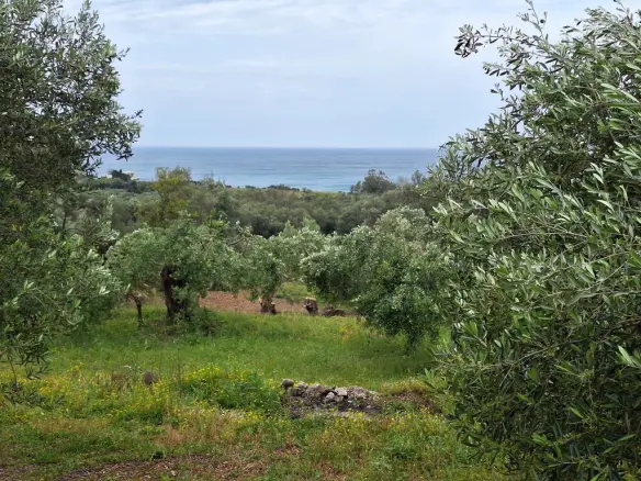 For Sale Land 7000 M² In Corfu