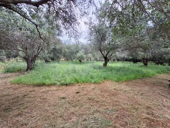 Land In Corfu, Greece