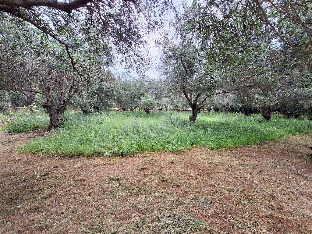 Land Of 4444 M² In Corfu