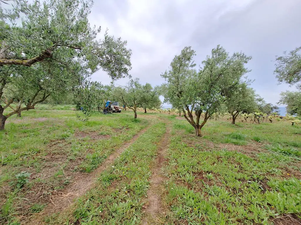Land Of 4444 M² In Corfu