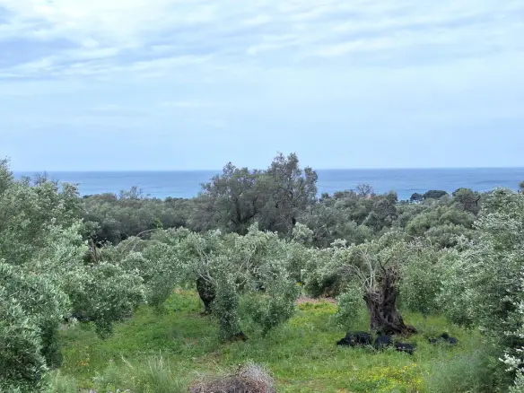 Land Of 7000 M² In Corfu