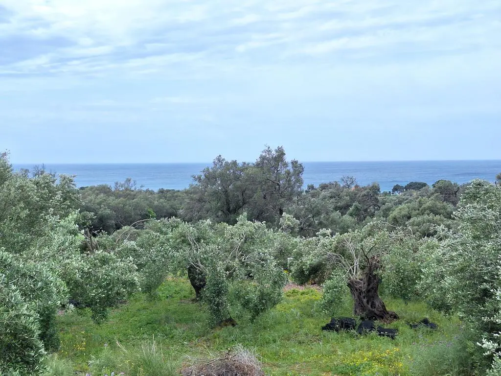 Land Of 7000 M² In Corfu