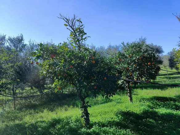 4-bedroom Detached House In Ario, Greece (155 M²)