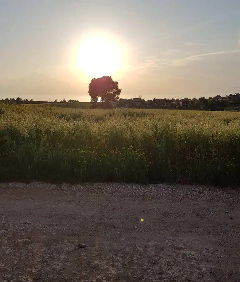 Land Of 4980 M² In Kassandra, Chalkidiki
