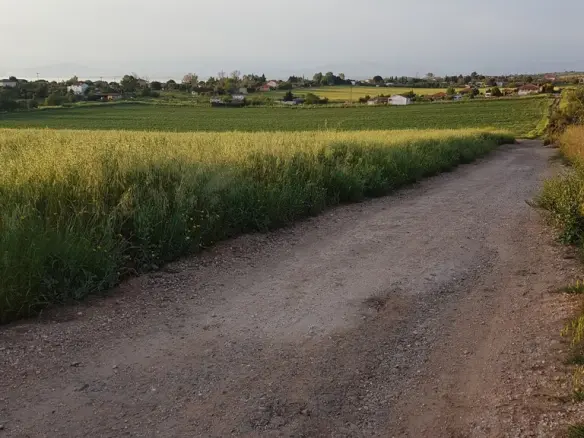 Land In Kassandra, Greece
