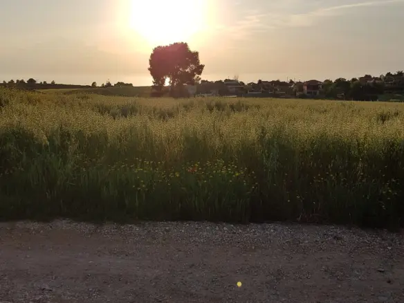 Land Of 4979 M² In Kassandra, Chalkidiki