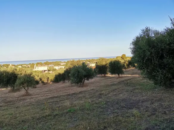 Land Of 6253 M² In Peloponnese