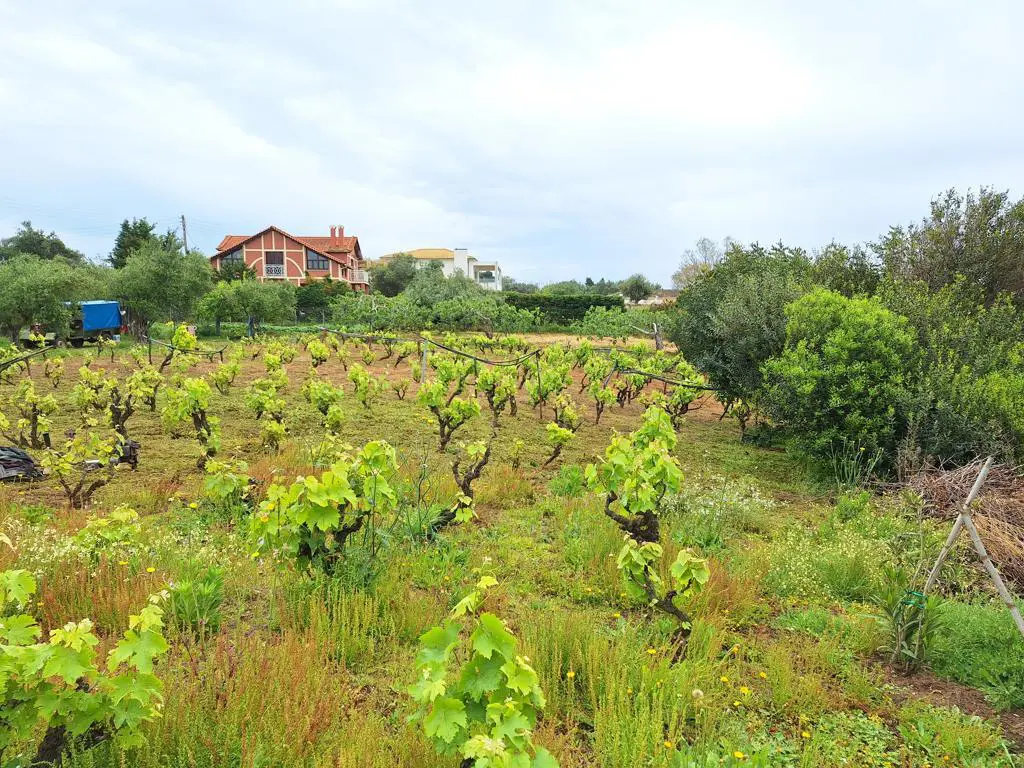 Land Of 4444 M² In Corfu