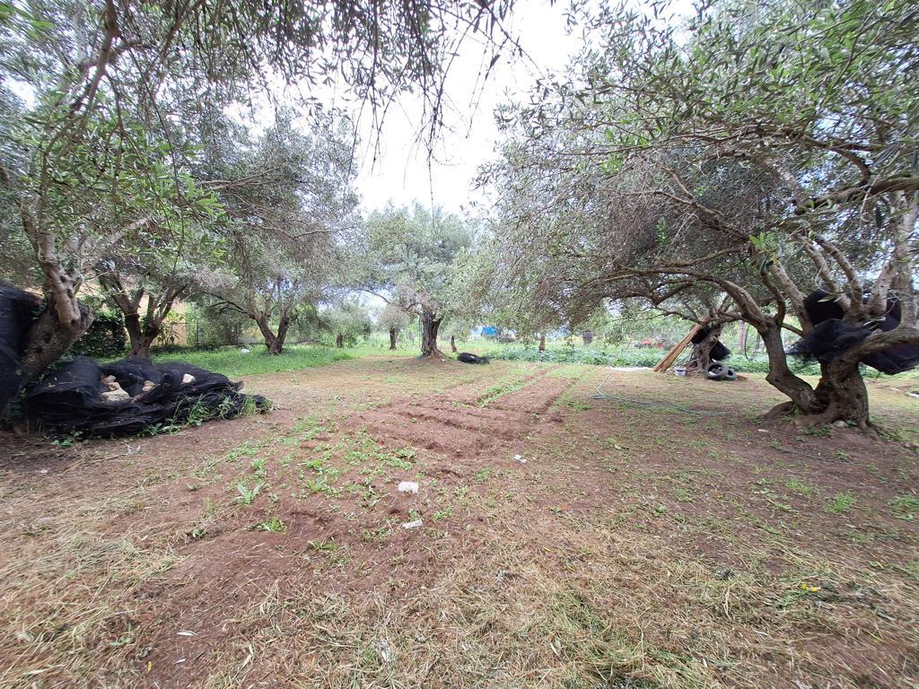 Land Of 4444 M² In Corfu