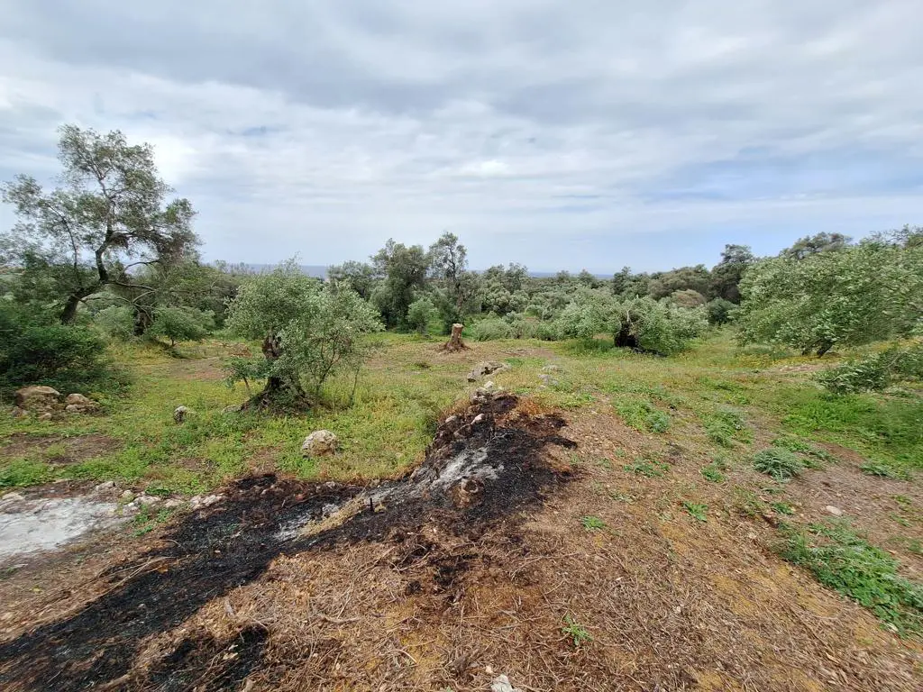 Land Of 7000 M² In Corfu