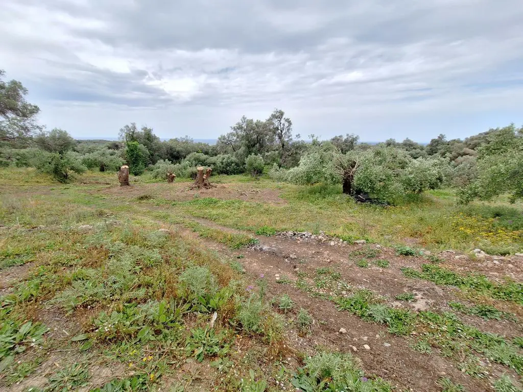 Land Of 7000 M² In Corfu