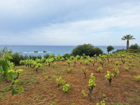 Land In Corfu, Greece