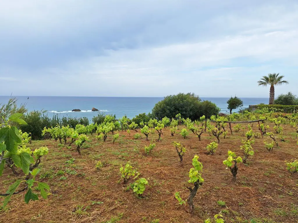 Land Of 4444 M² In Corfu